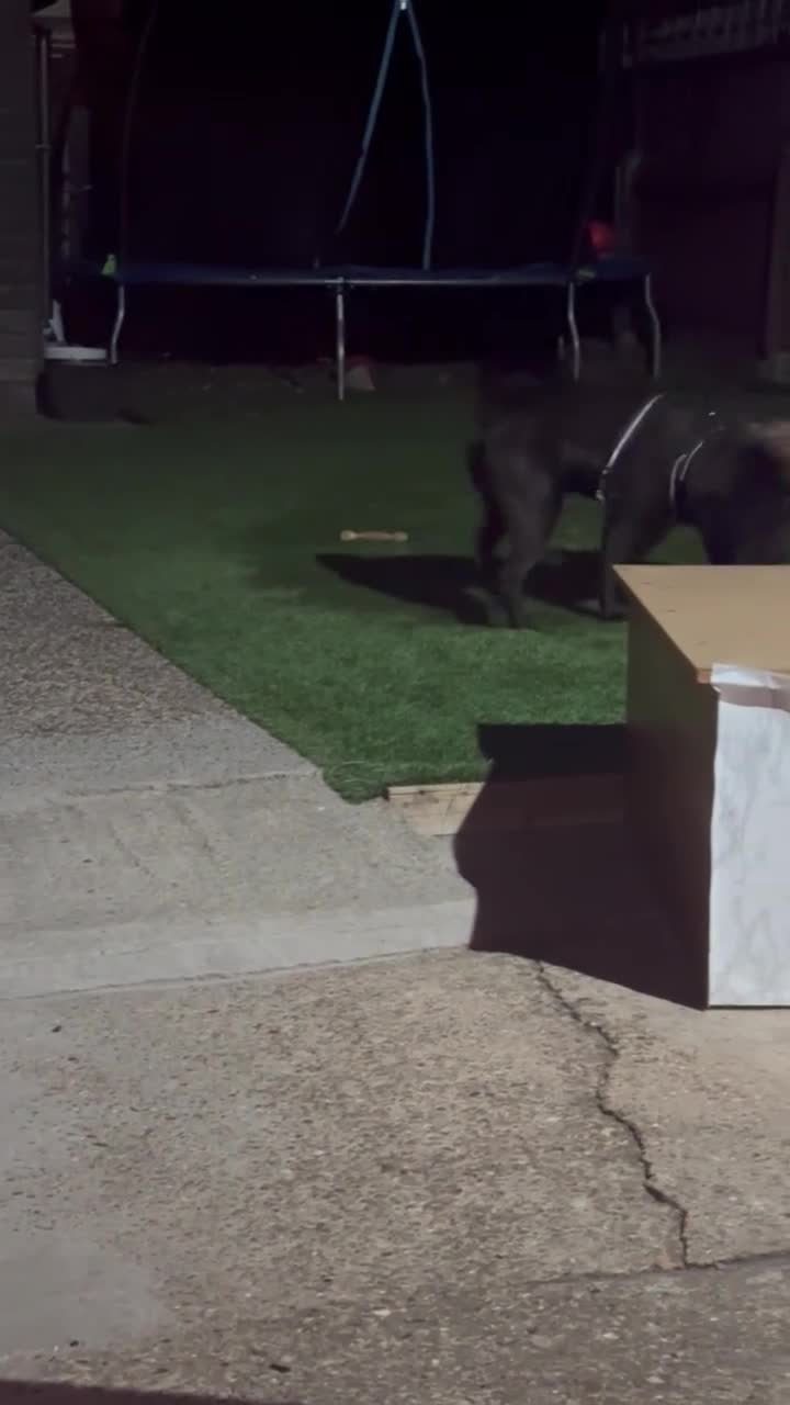 Shar Pei dogs for sale: LOVELY SHAR PEII  - Video 2