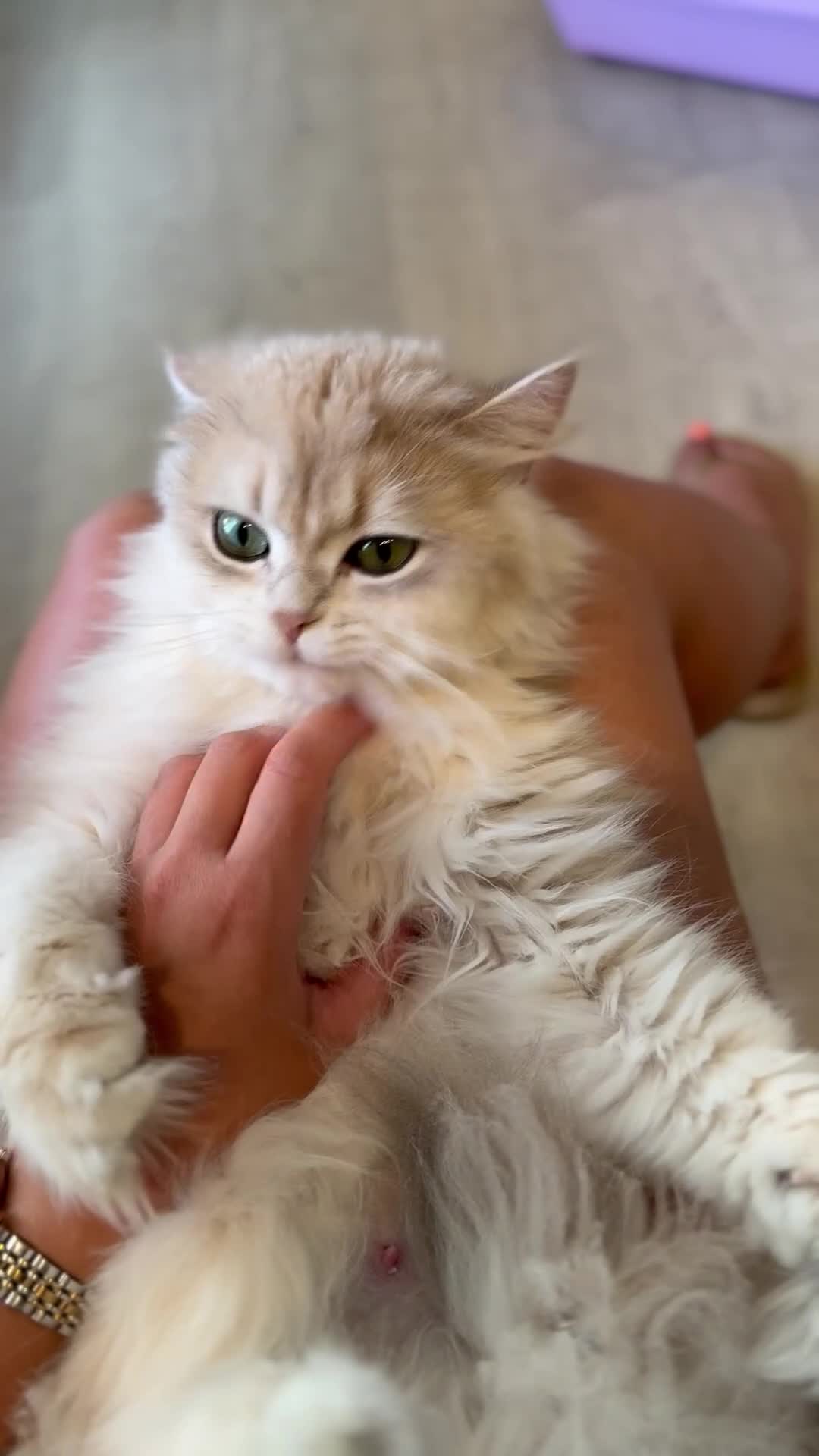 British Longhair cats for sale: Vet bred teddybear lap cats gccf - Video 4