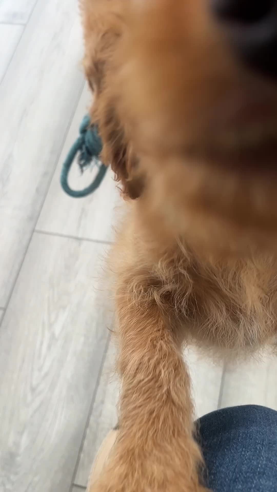 Cockapoo dogs for sale: F1 golden cockapoo puppies  - Video 1