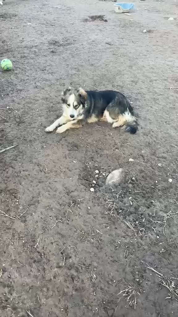 Mixed Breed dogs for sale: Sweet collie type girl - N Macedonian rescue - Video 1
