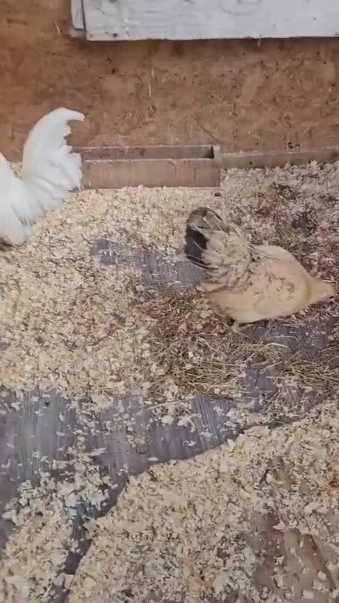 Chickens poultry for sale: 🐓 Serama Bantam Chickens & Roosters 🐓 - Video 1