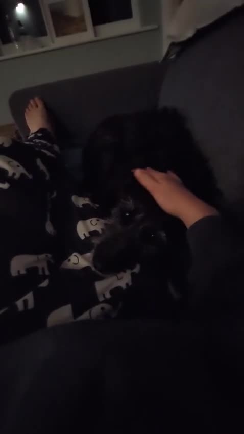 Mixed Breed dogs for adoption: Sweet Gabby looking for LOVe - Video 1