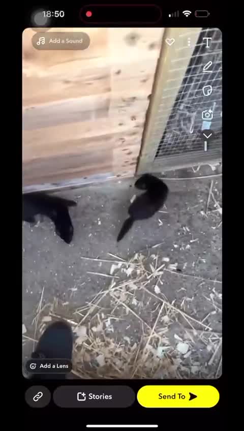 Ferret rodents for sale: Solid black hob kits  - Video 1
