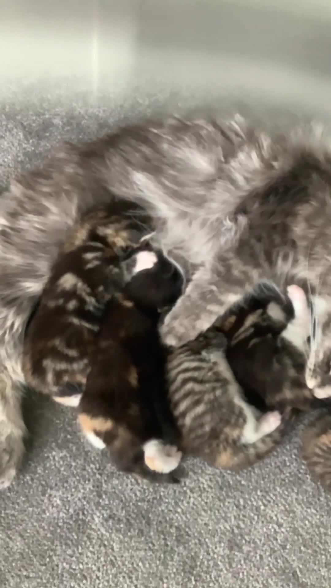 Maine Coon cats for sale: Mainecoon Cross  - Video 3