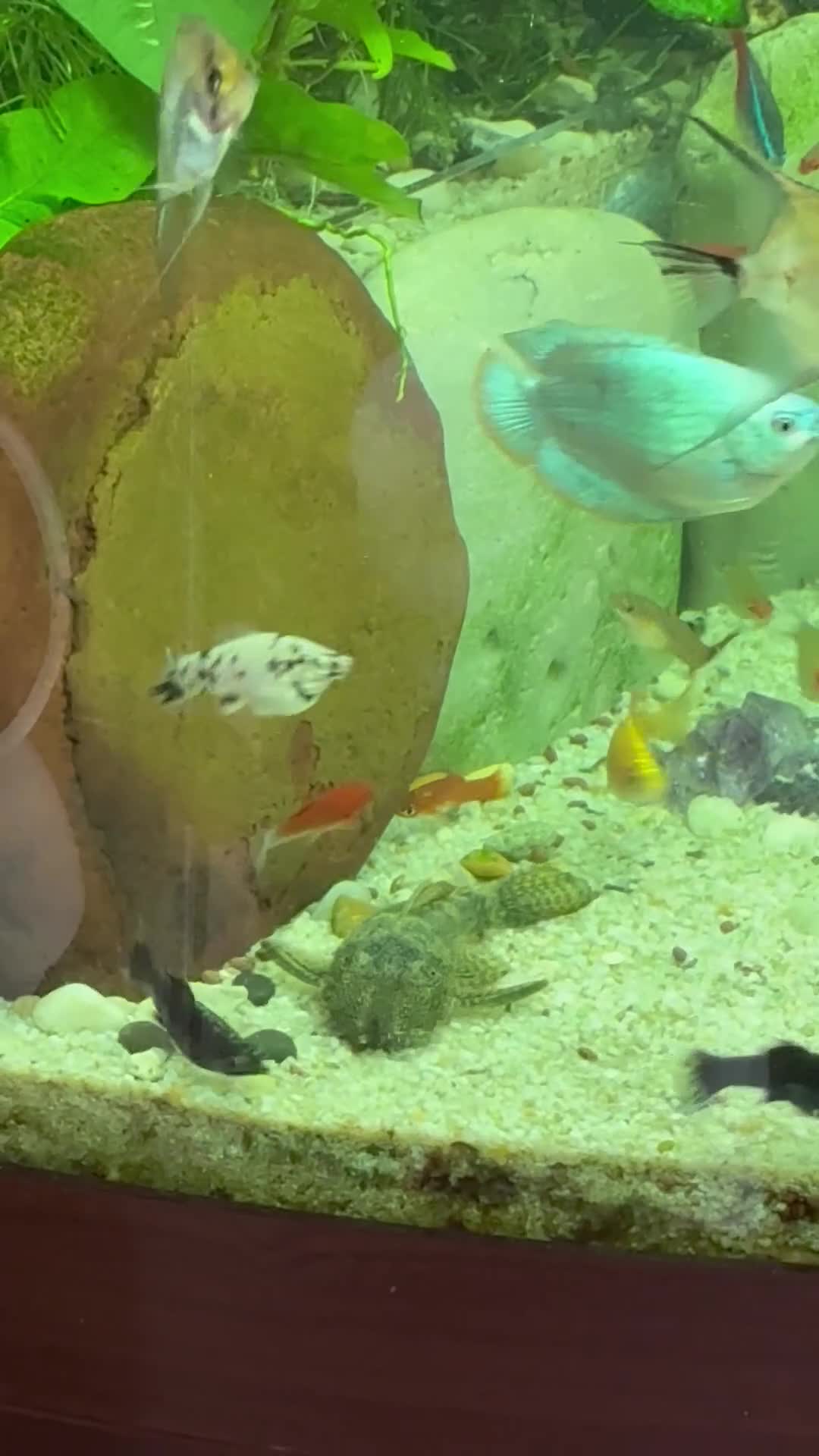 Angelfish fish for sale: Bristlenose/Angelfish/Swordtail for sale in RM8 - Video 1