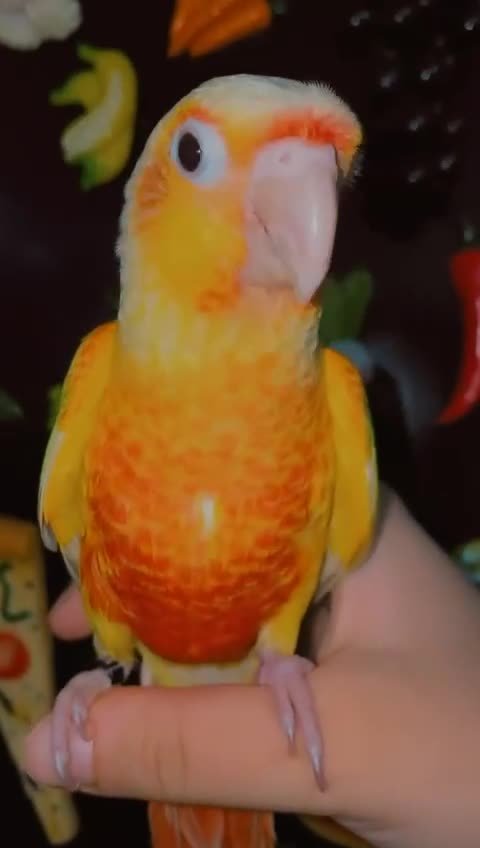 Conures birds for sale: Beautiful tame Conures ""£300 Each"" - Video 3