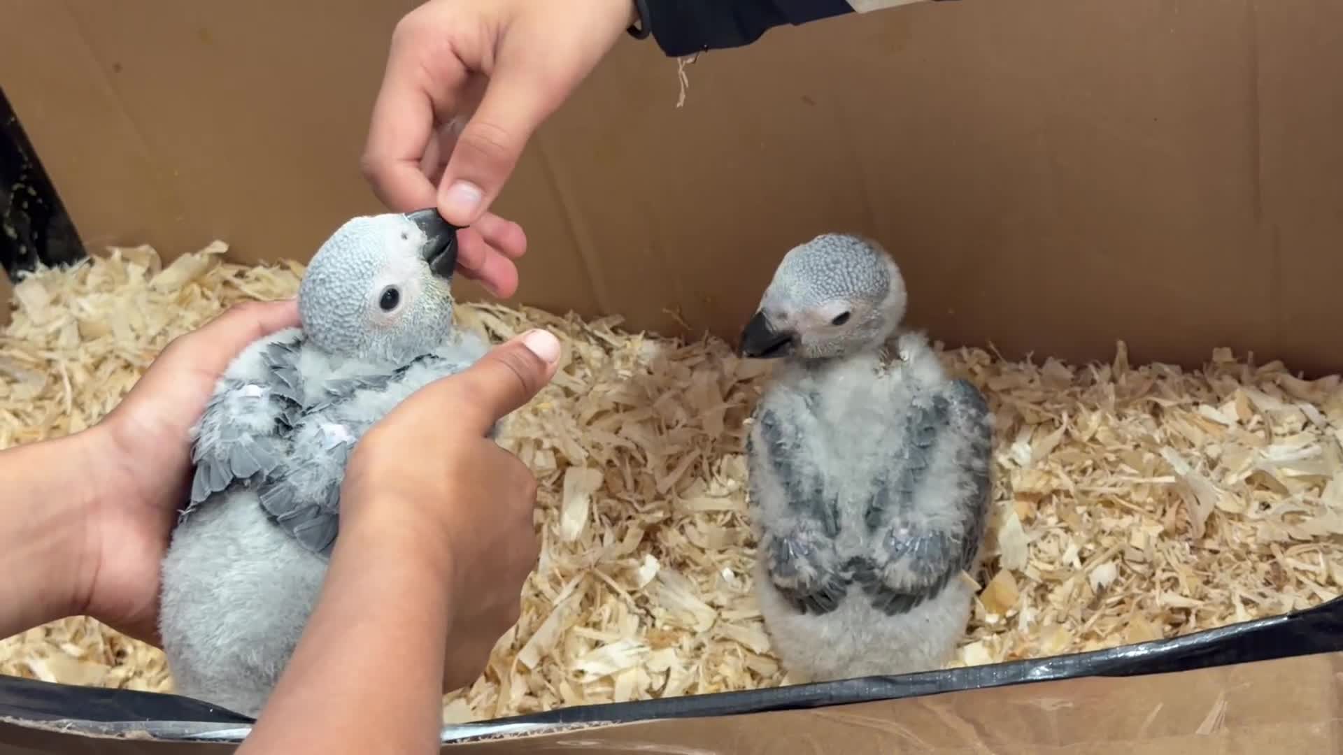 Parrots birds for sale: Young African greys closed rung with cities  in Leeds - Video 1