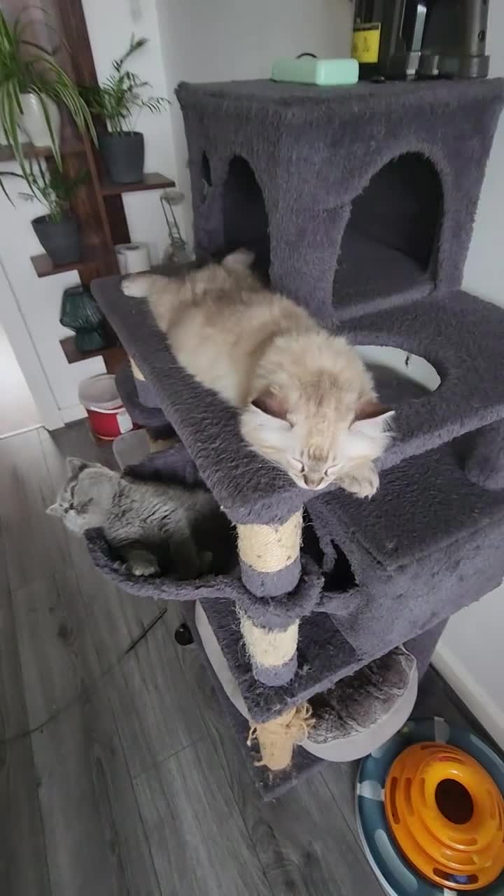 Ragdoll cats for sale: Stunning, Clever & Vocal Male Ragdoll Lynx Kitten - Video 2