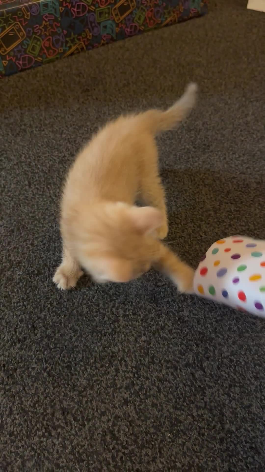 Mixed Breed cats for sale: Beautiful ginger kittens  - Video 4