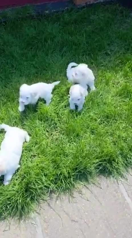 Bichon Frise dogs for sale:     🐶 6 Adorable Puppies Looking for a Home - Video 4