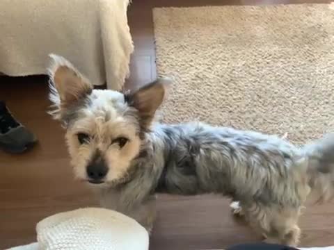 Mixed Breed dogs for sale: Froodle male  - Video 2
