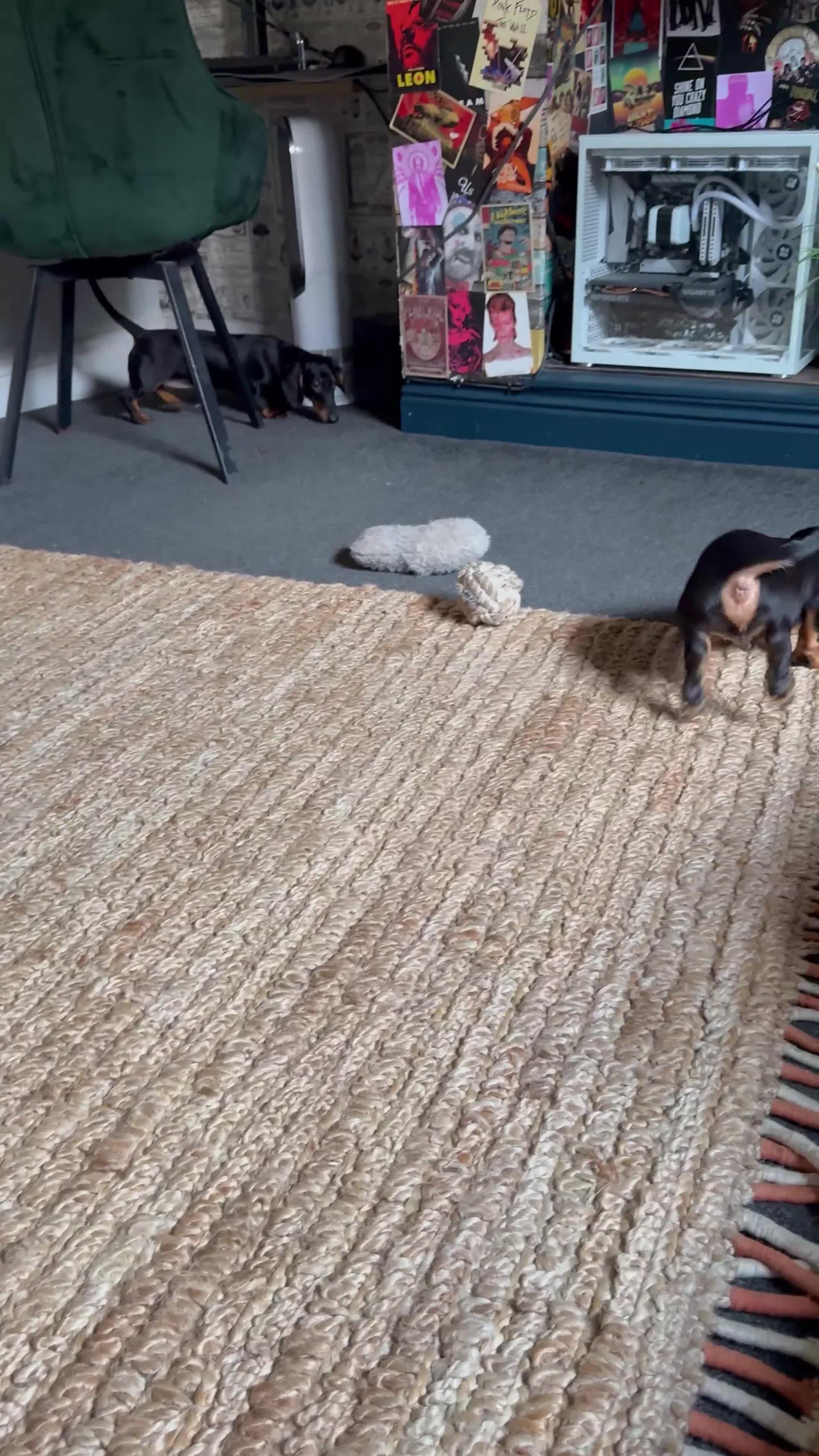 Miniature Dachshund dogs for sale: Available puppies at DELLM DAXIES 🐶 - Video 1