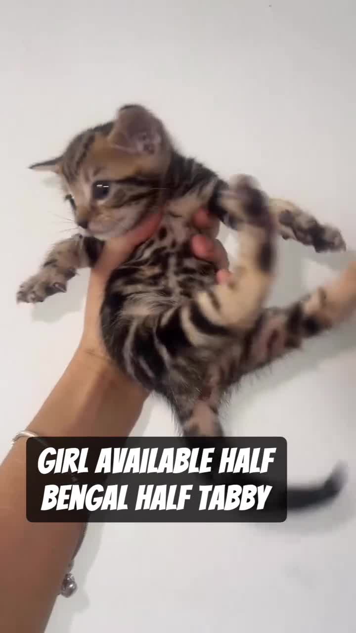 Mixed Breed cats for sale: 6 Beautiful Kittens Available in Brentford - Video 3