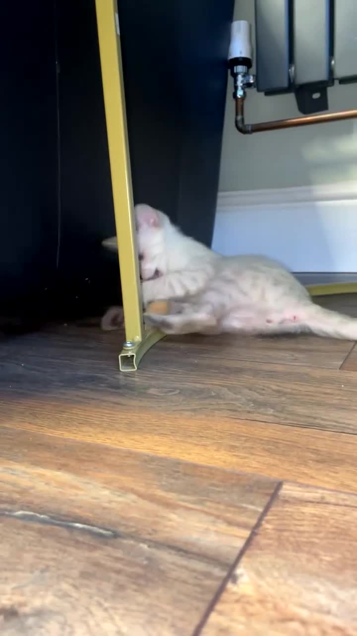 Bengal cats for sale: Snow lynx bengal male  - Video 2
