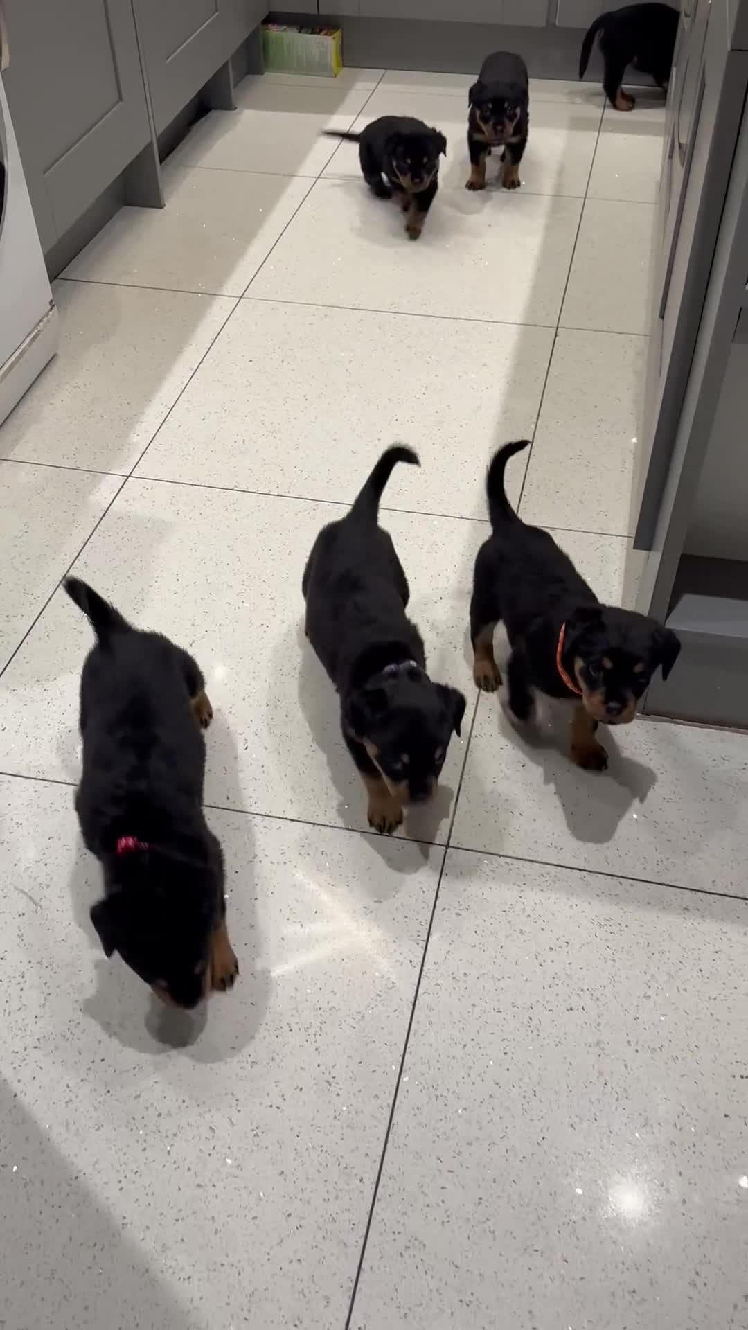 Rottweiler dogs for sale: Chunky Rottweiler puppy’s  - Video 1