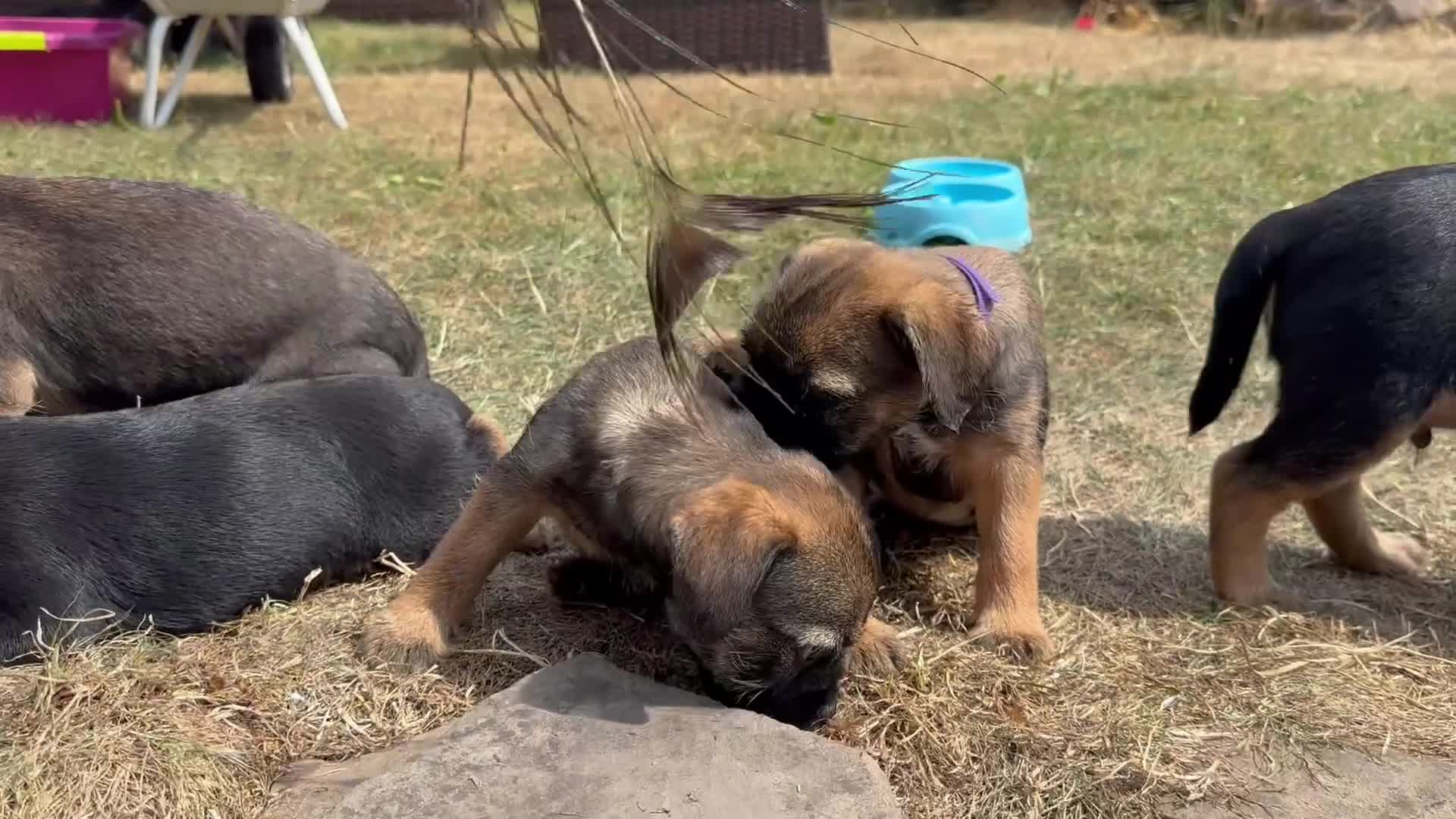 Border Terrier dogs for sale: Beautiful Border Terrier Pups - Video 1