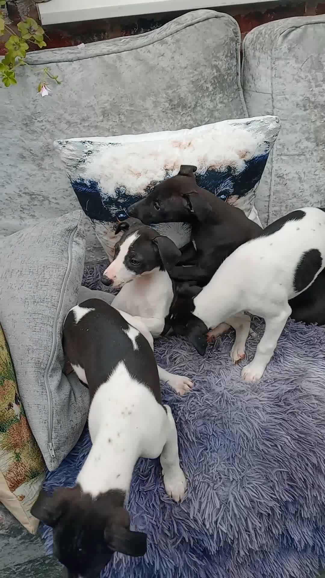 Whippet dogs for sale: K C registered whippet puppies  in Llansantffraid - Video 2