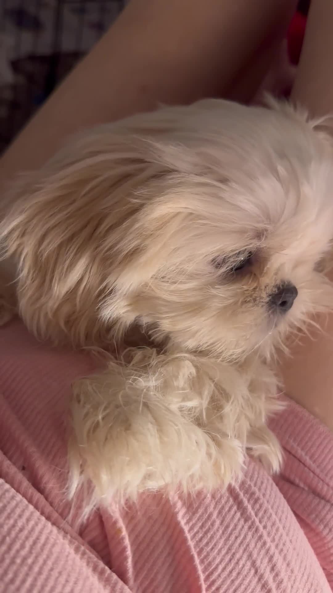 Shih Tzu dogs for sale: White Lavender Shih Tzu Puppies - Video 1