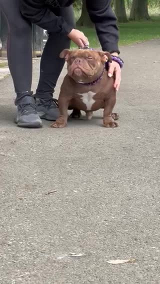 American Bully dogs for stud: 🔥🔥EARLY Xmas DEAL🔥🔥NANO MICRO BULLY🔥🔥 in Wakefield - Video 1