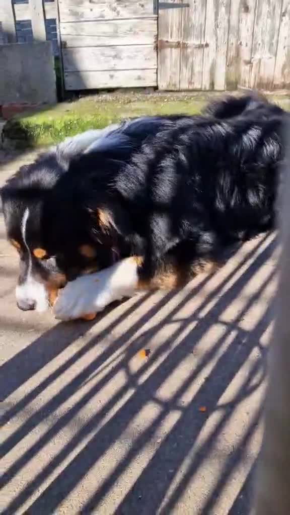 Australian Shepherd dogs for sale: Australian Shepherd Male - Video 3