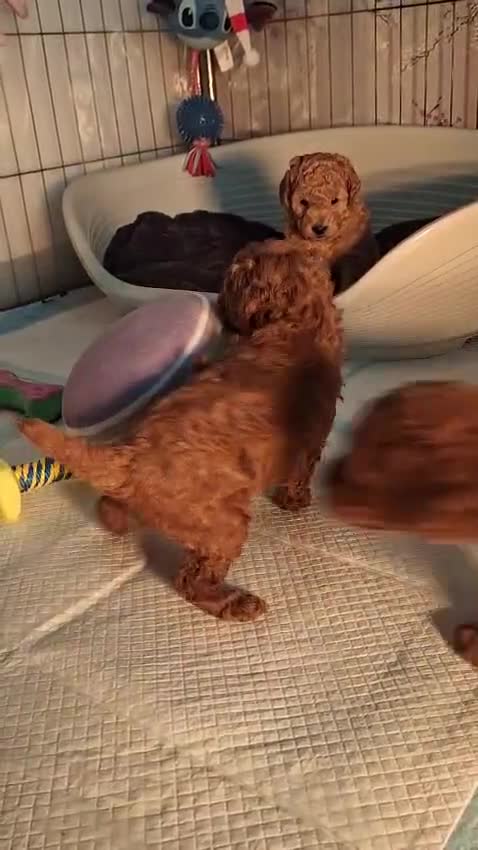 Toy Poodle dogs for stud: For Stud £200 - Video 1