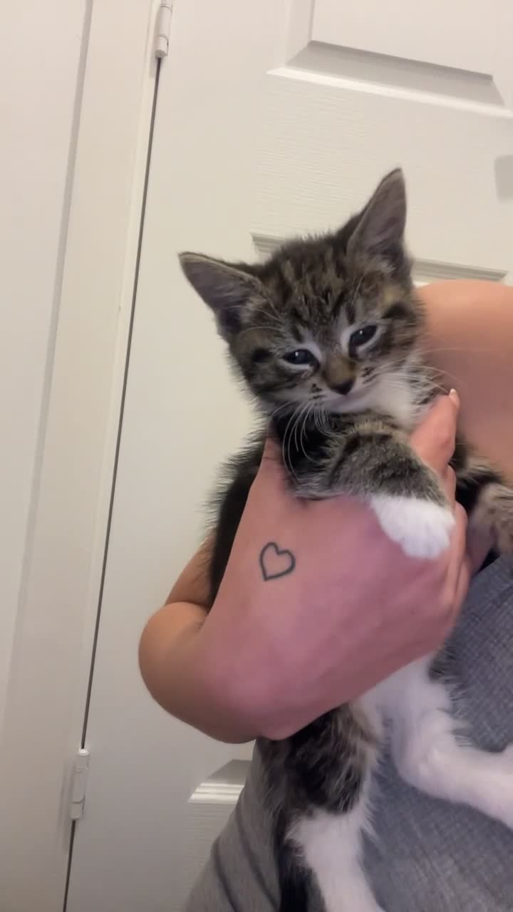 Mixed Breed cats for sale: Beautiful blue eyed boy  - Video 1