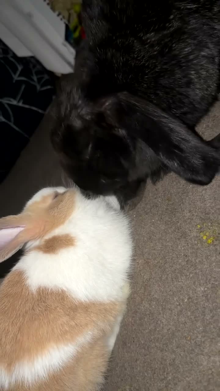 French Lop rabbits for sale: 2 BONDED FEMALE RABBITS in Teddington - Video 2