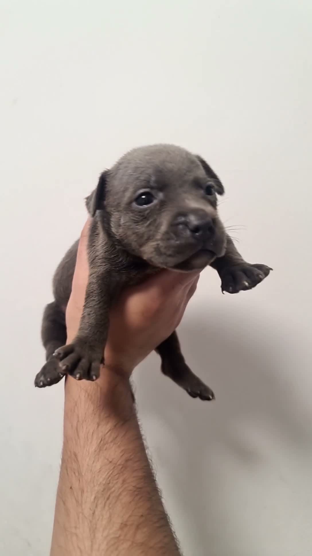 Staffordshire Bull Terrier dogs for sale: Amazing Rainbow litter of Puppy's  - Video 2