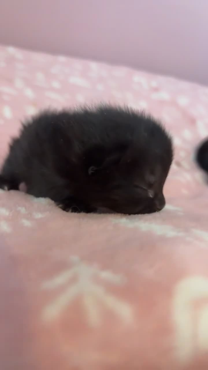 Mixed Breed cats for sale: 4 beautiful kittens  in Wallasey - Video 3