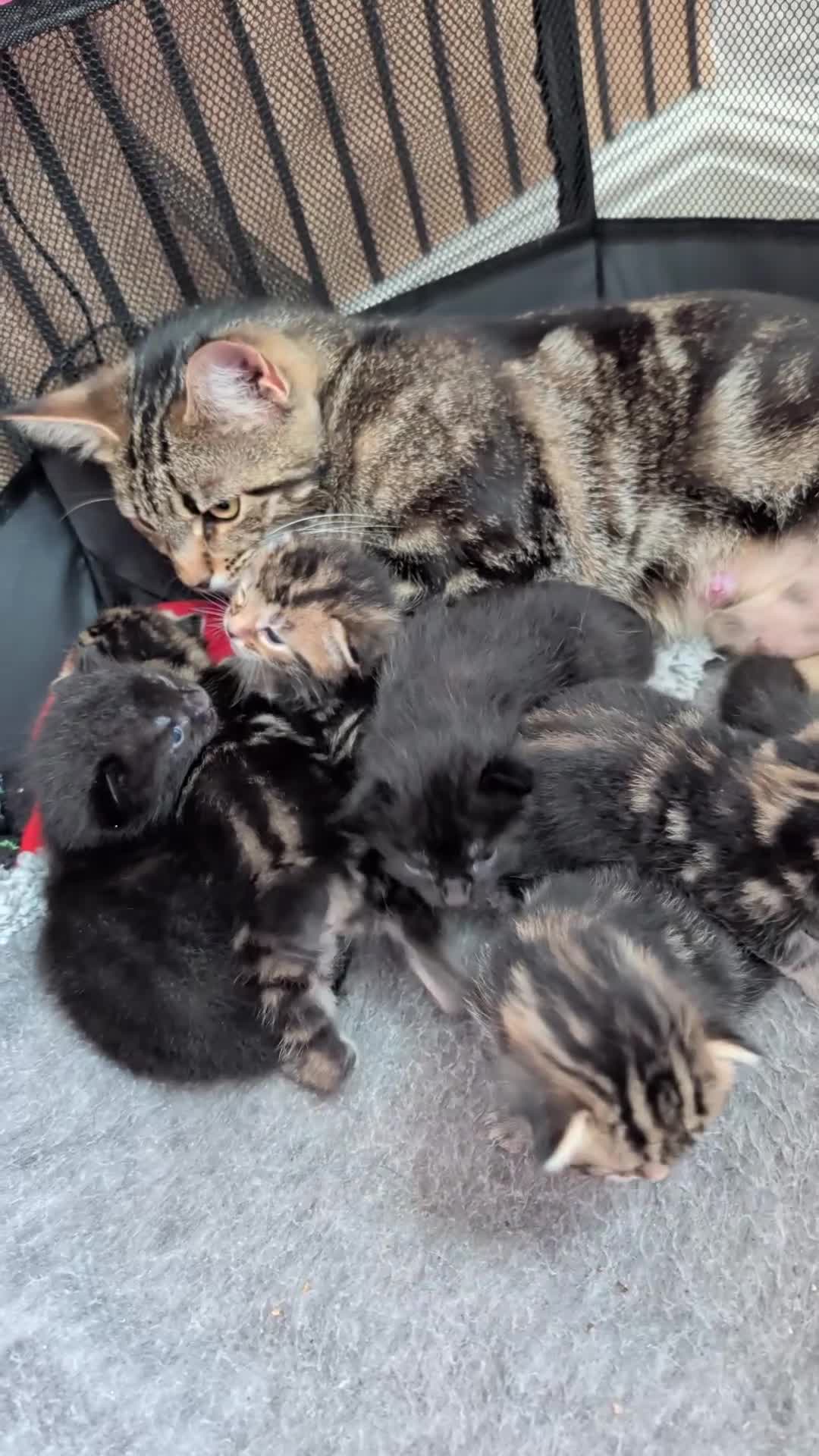 Mixed Breed cats for sale: Mixed Maine Coon Kittens  - Video 1