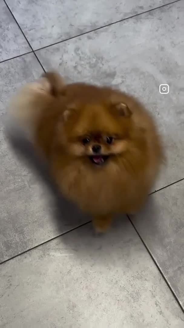 Pomeranian dogs for stud: Orange bear type boy for stud in Lanark - Video 1