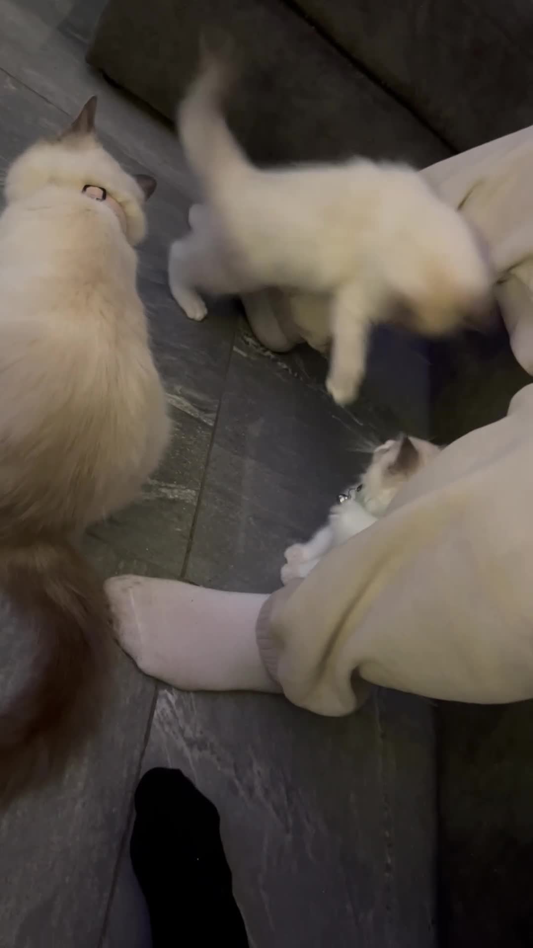 Ragdoll cats for sale: Beautiful little ragdoll boy 😍 - Video 1