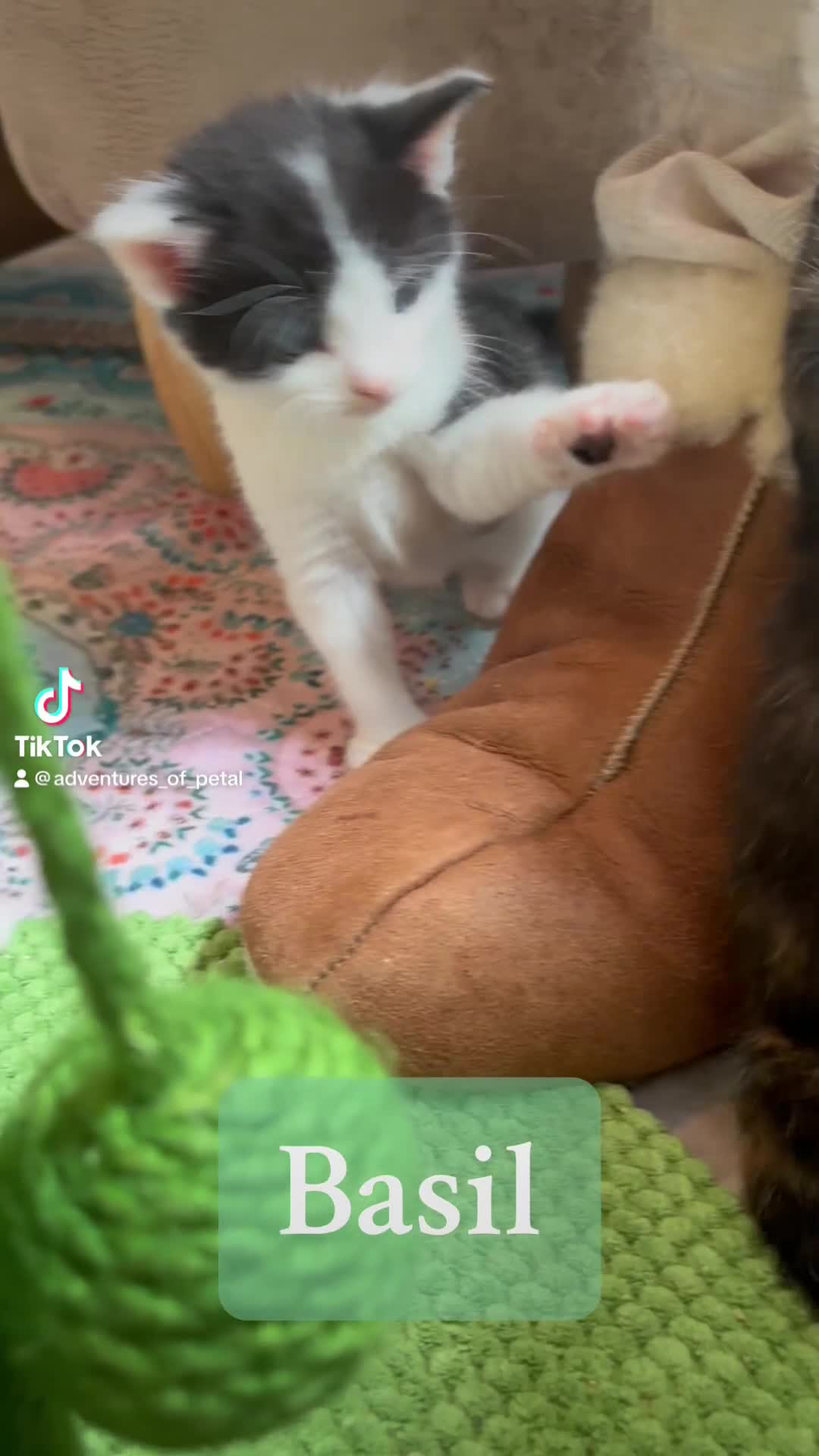 Mixed Breed cats for sale: 5 perfect kittens available  - Video 2