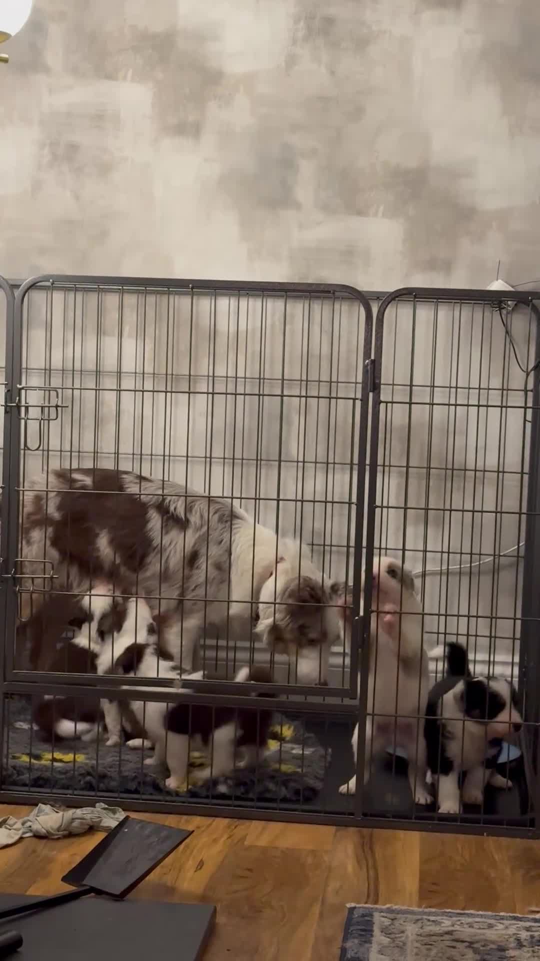 Border Collie dogs for sale: Stunning tri red/merled, blue eyed little boy - Video 1