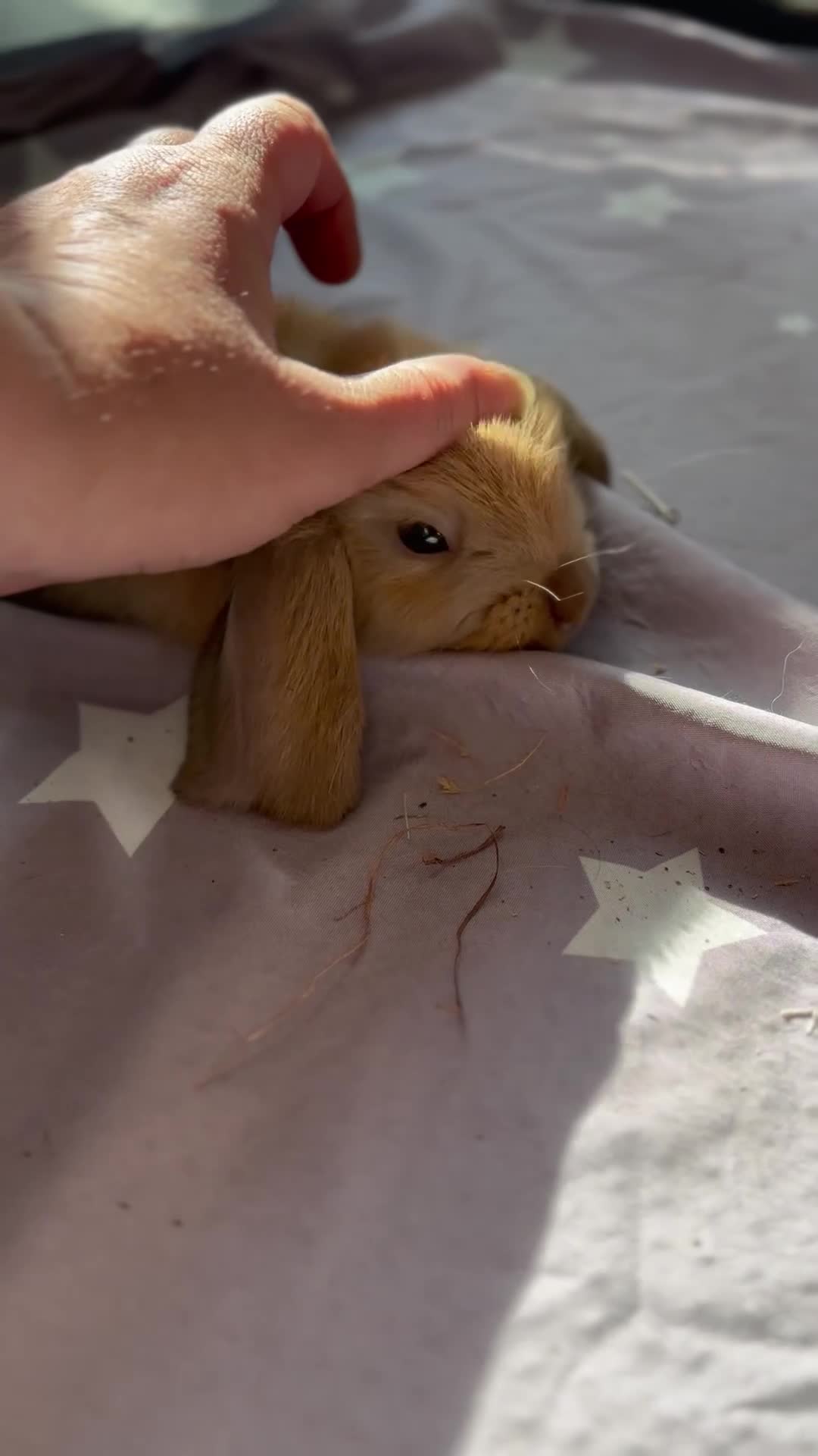 Mini Lop rabbits for sale: These indoor bunnies now reserved - Video 1