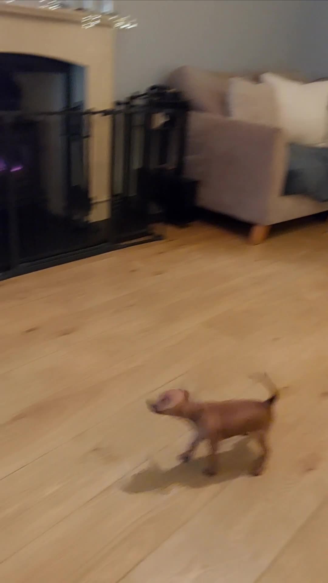 Miniature Pinscher dogs for sale: LAST PUPPY - LADYLUCKPINS KC MIN PINS - Video 1