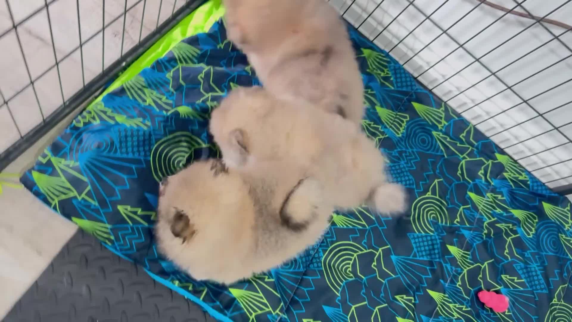 Pomeranian dogs for sale: 3 beautiful puppies Pomeranian  - Video 1