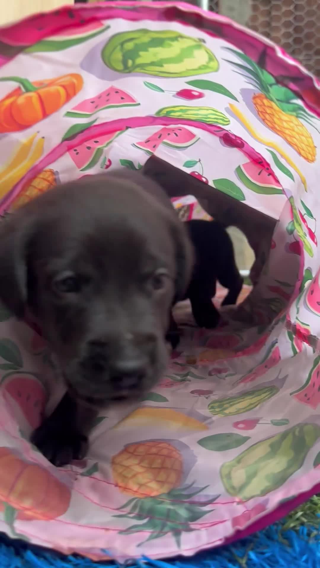 Borador dogs for sale: Ready now.. 1boy lab x collie pup left  - Video 1