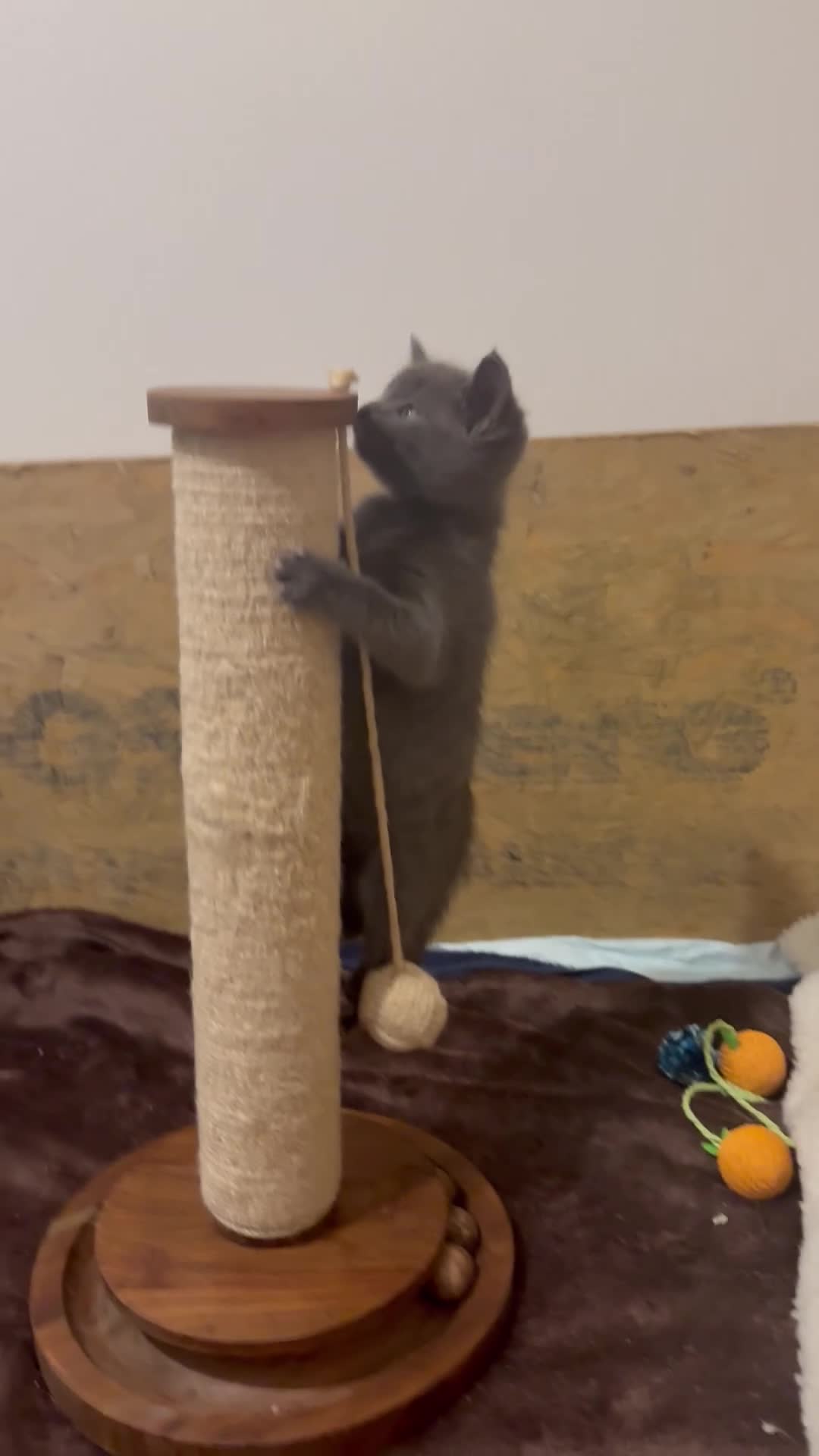 British Shorthair cats for sale: British shorthair cross kittens - Video 2