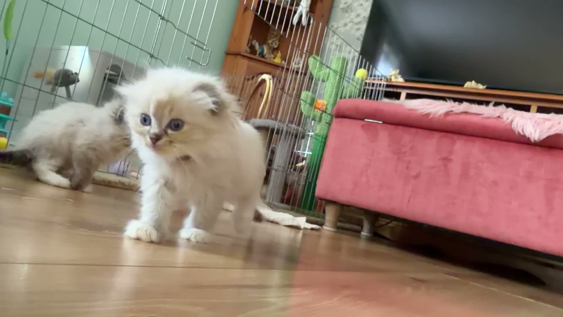 Mixed Breed cats for sale: Scottish Fold/Ragdoll in Colchester - Video 3