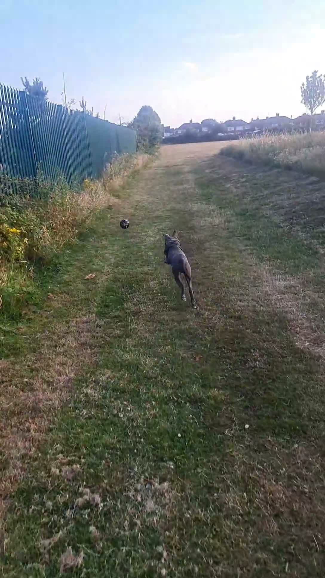 Mixed Breed dogs for sale: Cane corso X shar pei 9 months old  - Video 3