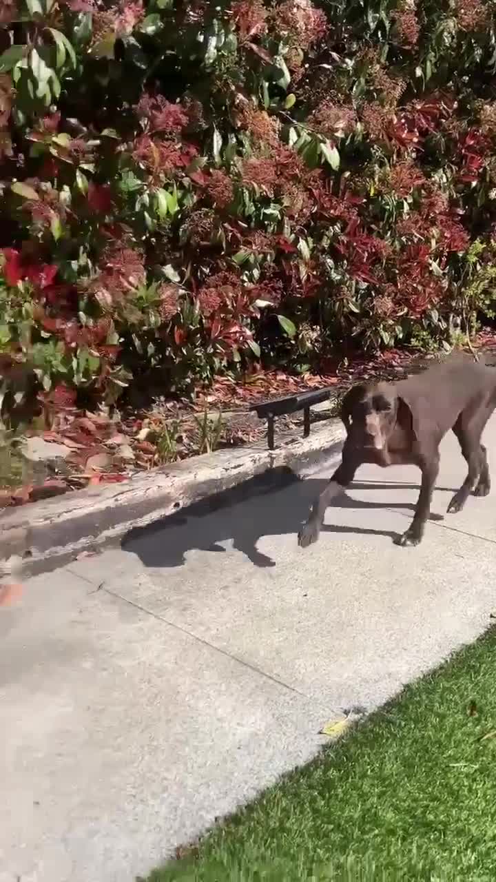 Mixed Breed dogs for adoption: Mani – Loving Pointer xx Looking for Forever Home in Iver - Video 1