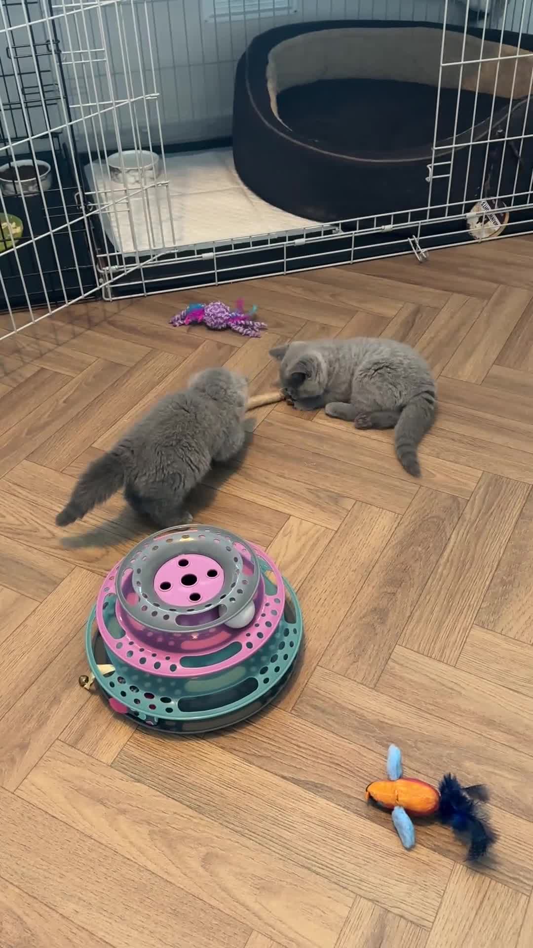 British Shorthair cats for sale: British Shorthair Kittens in Walsall - Video 1