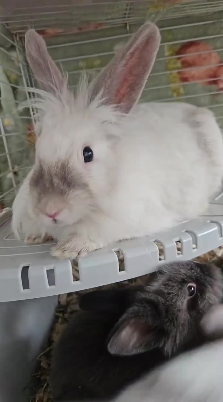 Lionhead rabbits for sale: Lionhead babies  - Video 2