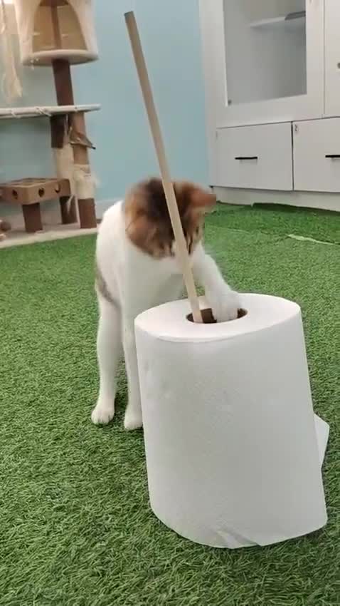 Mixed Breed cats for adoption: [Indoors Only] Lily - Affectionate Cuddly Girl - Video 1