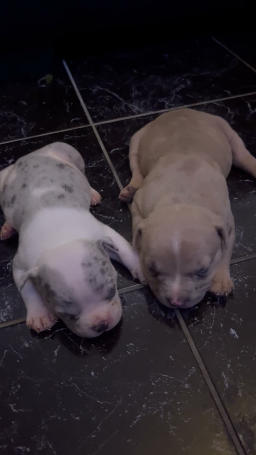 American Bully dogs for sale: Pocket bullies  in Sheffield - Video 2