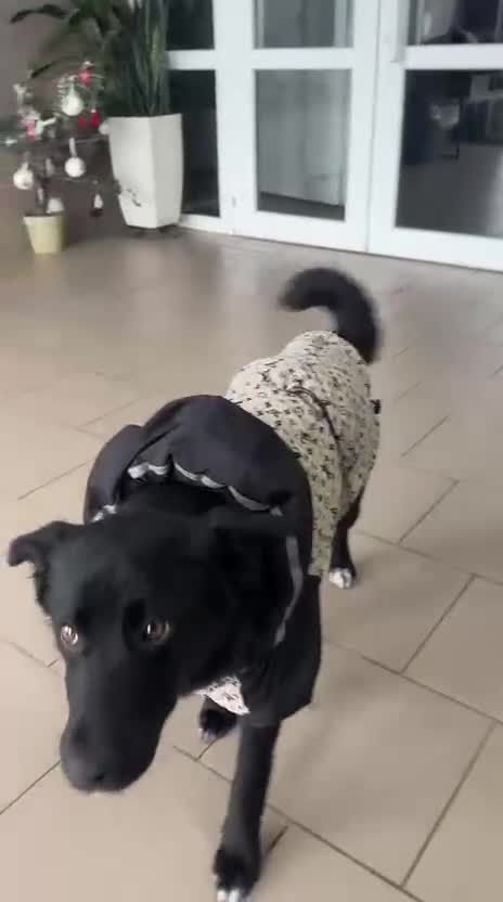 Mixed Breed dogs for adoption: ❤️🐶 ARABELLA – SHE FOLLOWS QUIETLY, LOVES DEEPLY in Burton-on-Trent - Video 2