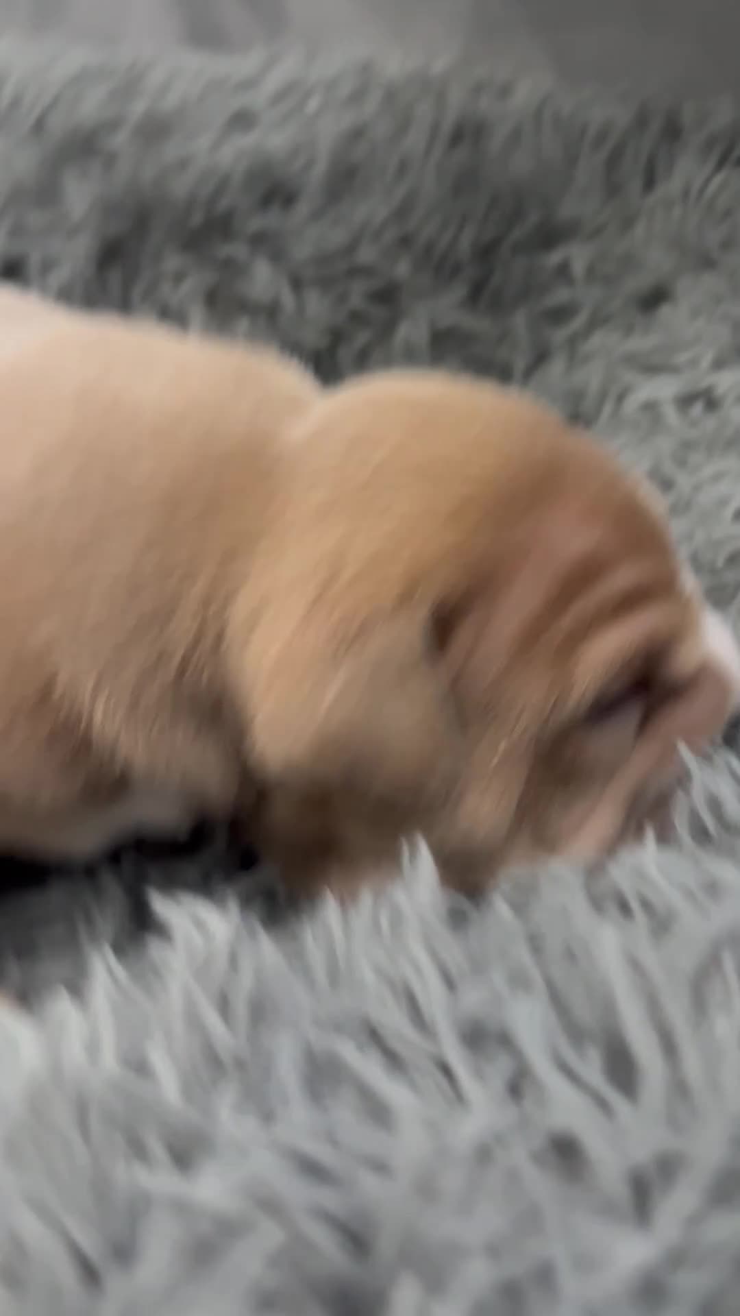 English Bulldog dogs for sale: English bulldog puppies  - Video 1