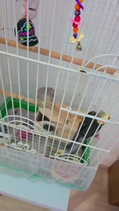 Cockatiels birds for sale: Cockatiels  in Manchester - Video 1