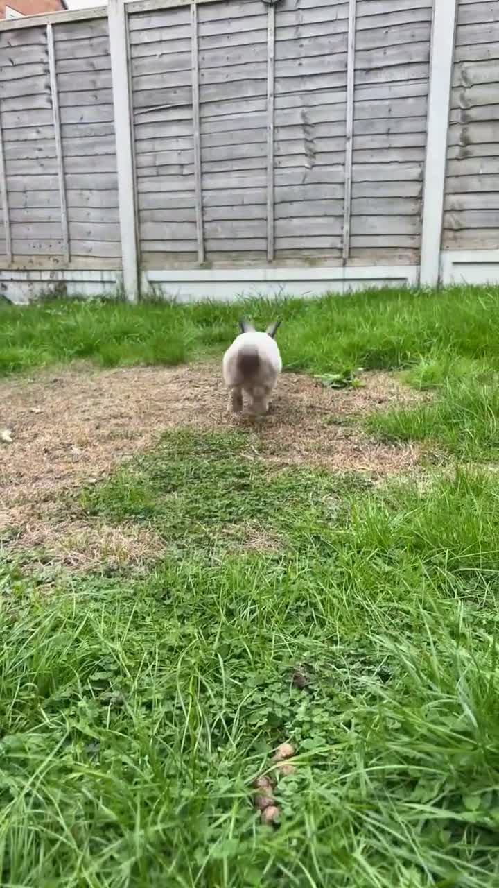 English Lop rabbits for sale: English lop (need gone asap) - Video 2